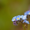 wood forget me not seeds