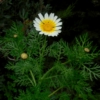 Chrysanthemum coronarium seeds