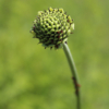 Giant scabiosa seeds