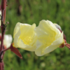 'Apricot Delight Evening primrose seeds