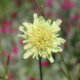 yellow scabiosa seeds