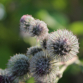 Arctium tomentosum | Woolly Burdock seeds