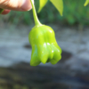 Mad Hatter Peruvian Pepper seeds