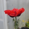 Breadseed poppy double red seeds