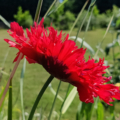 Papaver somniferum | Breadseed Poppy 'Double Red' seeds