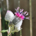 Arctium tomentosum | Woolly Burdock flower