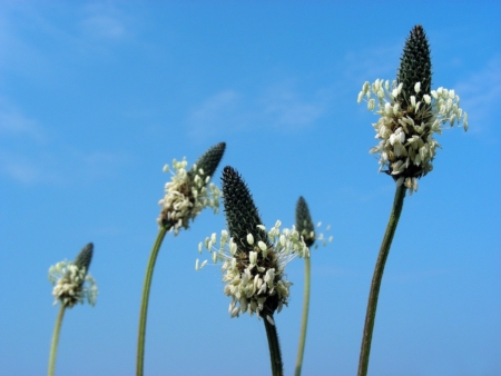 Lanceolate Plantain seeds