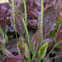 plantago major purple perversion seeds