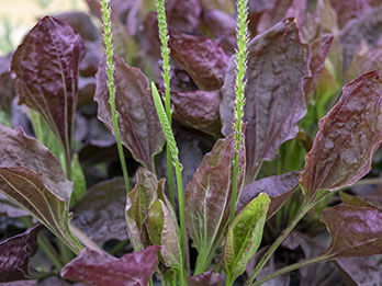 Fringed Purple Plantain Plantago major 'Purple Perversion' SEEDS 300 
