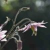 clematiflora columbine seeds