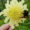 Giant Yellow Scabious seeds
