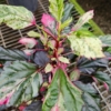 tri-colored variegated hbiscus plants