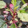 Aussie Queen indoor hibiscus plant