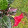 Variagated hibiscus plant