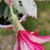 variegated cooperis hibiscus plant