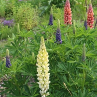 Lupine collection