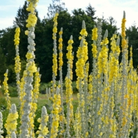 Mullein collection