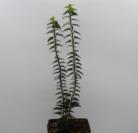 Congesta erecta Tree Ivy plant