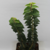 Hedera helix erecta plant