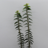 Candelabra Ivy Hedera helix erecta plant