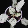 Variegated hibiscus clone