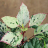 tropical variegated hibiscus plants