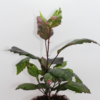 red hot hibiscus rooted plant starts