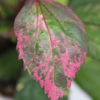 tricolor variegated hibiscus leaf