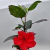 red hot hibiscus flower