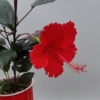 checkered hibiscus flower red