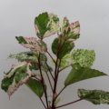 Variegated hibiscus white and pink leaves