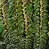 sterile tree ivy plant