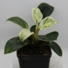 birkin philodendron hybrid plant