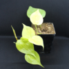 Lemon Lime Philodendron hederaceum plant starts