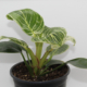 philodendron birkin plant in quart pot
