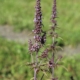  Schizonepeta tenuifolia jing jie seeds