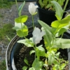 Indian White Poppy Raja seeds