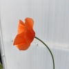 Papver dubium Long-headed Poppy seeds
