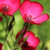 Annual scarlet flax seeds