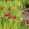 Crimson flax Linum grandiflorum rubrum seeds