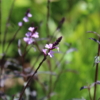 Verbena officinalis var. grandiflora seeds