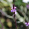 Verbena officinalis var. grandiflora bampton flowers