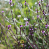 Verbena officinalis Bampton seeds