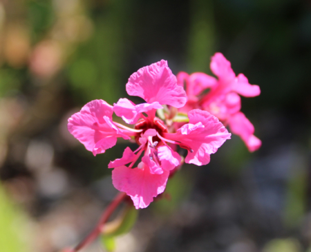 Clarkia unguiculata pink seeds