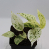 Marble queen potted pothos plant