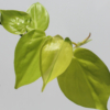 Lemon Lime philodendron plant