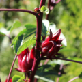 Hibiscus sabdariffa  | Florida Cranberry Hibiscus seeds
