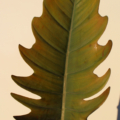 Philodendron Pluto mature leaf