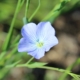Blue Linseed