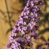 lavender luck butterfly bush hybrid